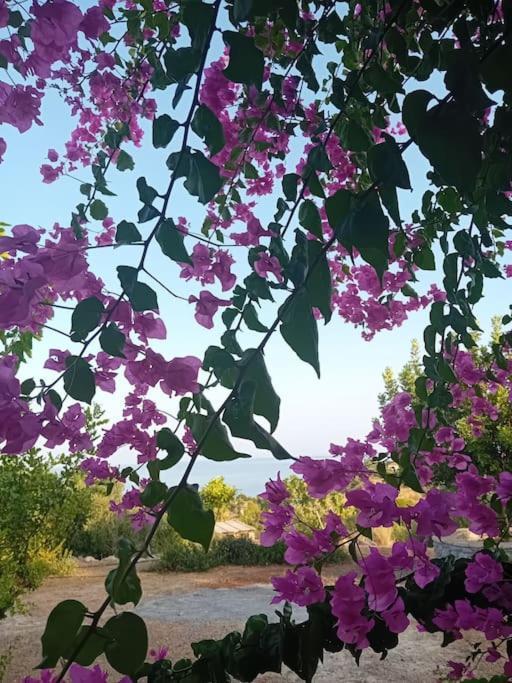 Sofia'S Summer House Koróni المظهر الخارجي الصورة